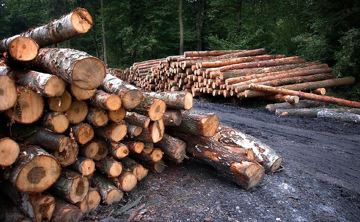 Лесная ОПГ в Кировской области за год вырубила деревьев на 6,2 млн рублей