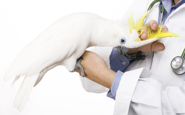 Ветеринар-орнитолог в клинике Ветмастер
