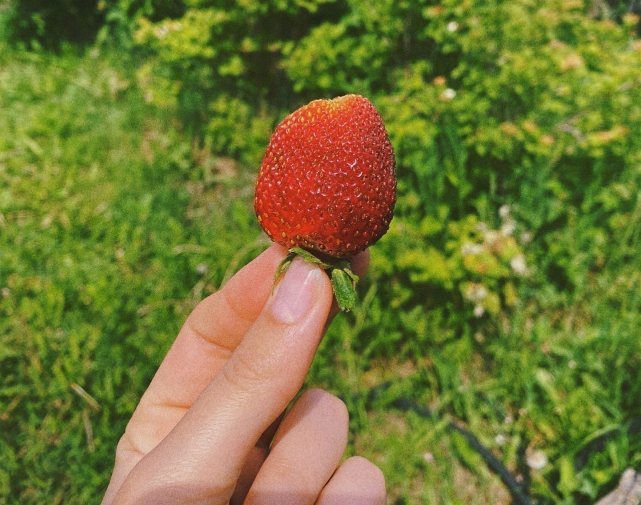 Импорт ягод из Кыргызской Республики в Кировскую область вырос в 8 раз Импорт ягод из Кыргызской Республики в Кировскую область вырос в 8 раз