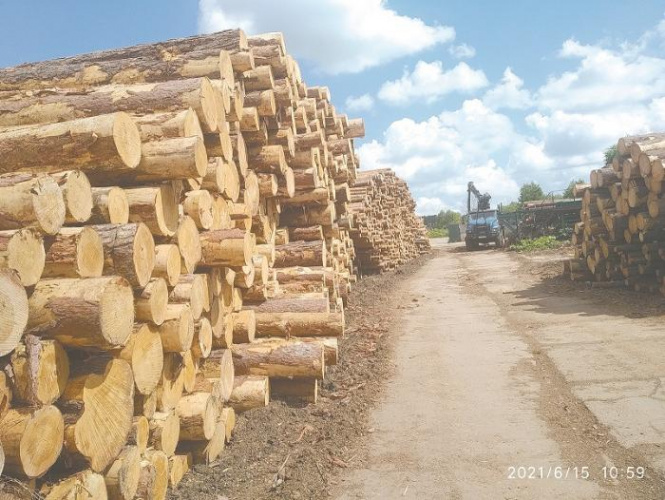 В Кировской области арендатор лесного участка оштрафован более чем на 200 тысяч рублей