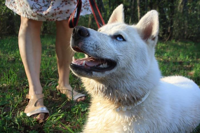 В мэрии Кирова задумались о создании площадок для выгула собак на придомовых территориях