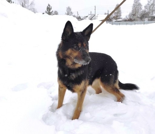 Новости от «Бизнес новостей» В Кирове полиция ищет новых владельцев для служебных собак