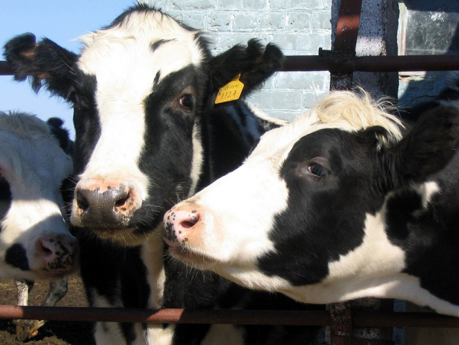 В Чувашии ЛПХ выплатили 154 млн на содержание коров