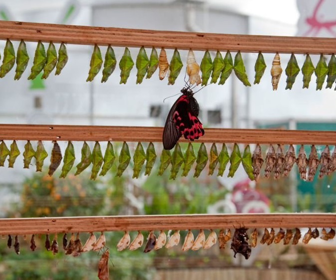Кировчанам предлагают заработать на тропических бабочках