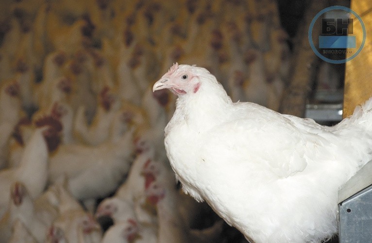 Не «птичья» поддержка: как в регионе могут поддержать сельхозтоваропроизводителей?
