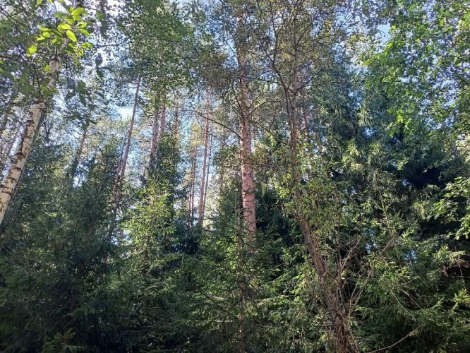 Минлесхоз сообщил о перевыполнении плана по плате за использование лесов в Кировской области