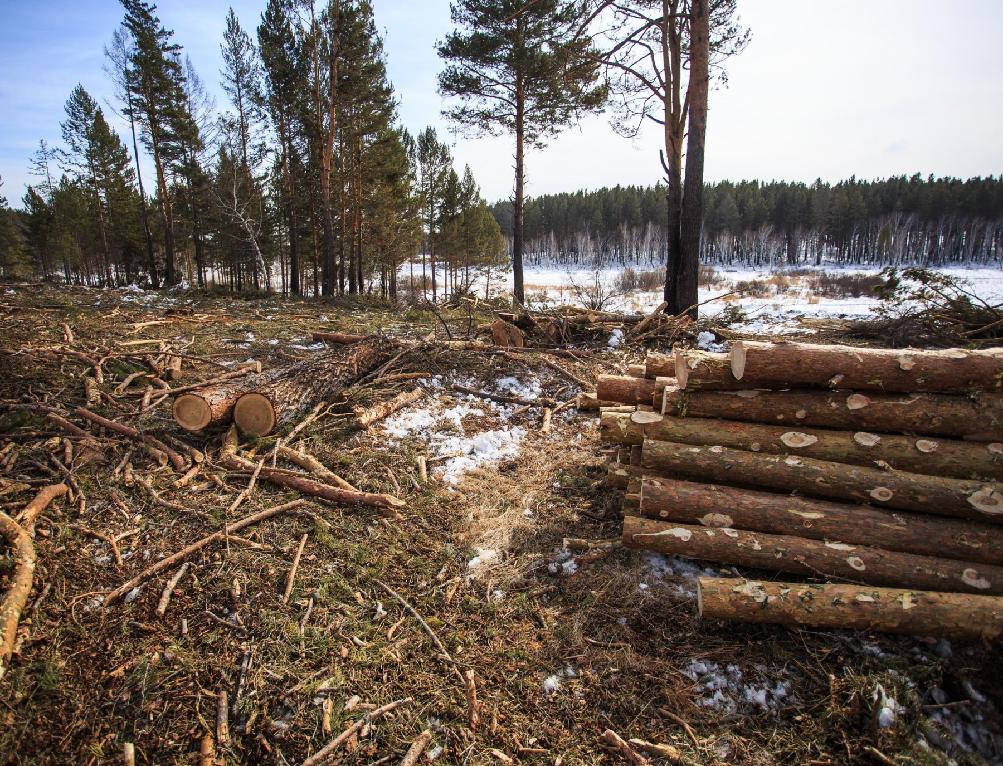 Незаконная рубка леса в Кировской области: за год ущерб составил 15 млн рублей