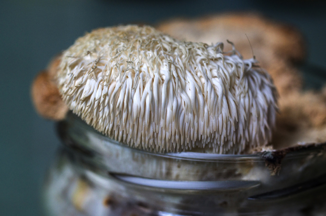 Новости от «Бизнес новостей» Ученые ВятГУ предложили свое решение проблемы загрязнения окружающей среды путем выращивания грибов