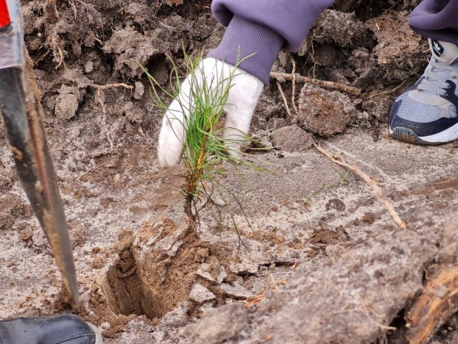 В Кировской области за год высадили почти полмиллиона деревьев