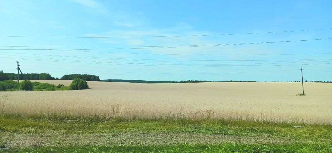 В четырех районах Кировской области ввели режим ЧС из-за гибели посевов