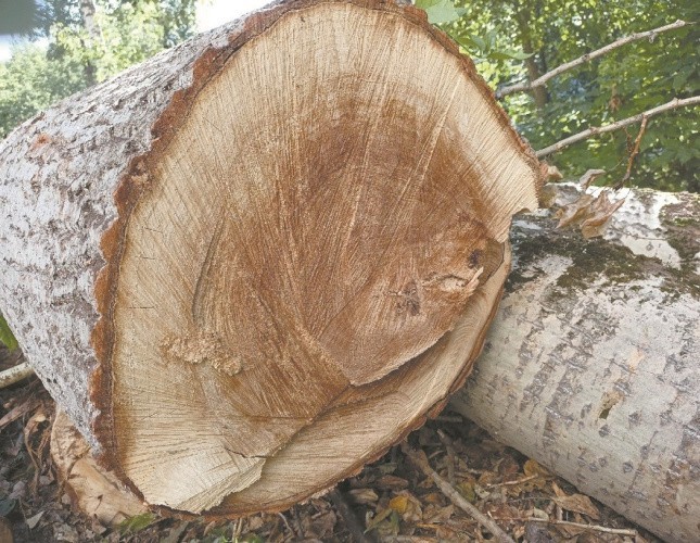 За полгода объем лесозаготовки Кировской области вырос на 5,2%