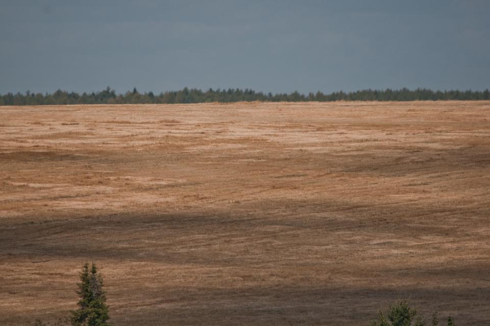Племзаводу «Соколовка» под инвестпроект выделят без торгов два участка земли Племзаводу «Соколовка» под инвестпроект выделят без торгов два участка земли