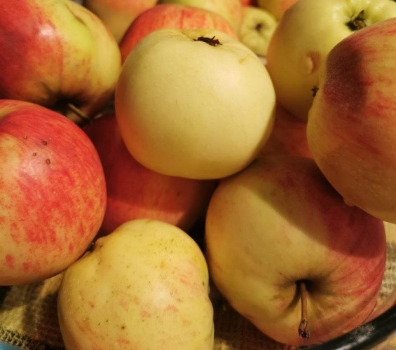 За 2022 год в Кировскую область импортировали 154 тонны белорусских яблок
