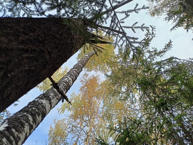 По запросу бизнеса в Кировской области готовят новые участки леса для торгов