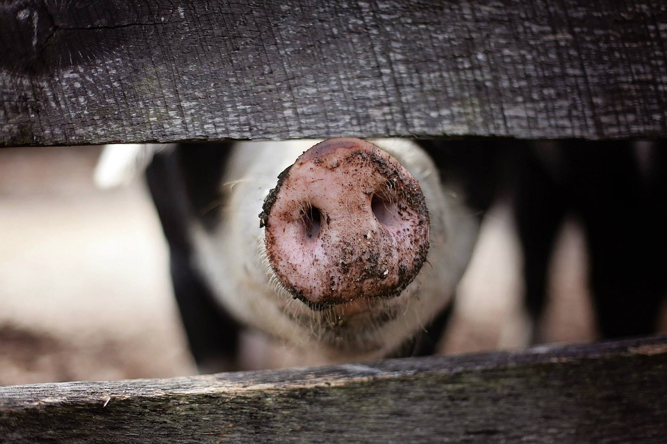Новости от «Бизнес новостей» В 2 районах Кировской области объявлен карантин по африканской чуме свиней