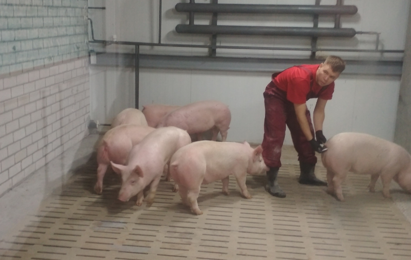 Кировское сельхозпредприятие закупило свиней в Канаде