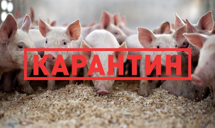 В Кировской области введен карантин по африканской чуме свиней