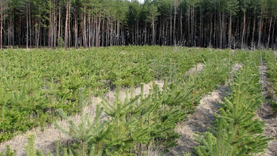 Прокуратура: минлесхоз не восстановил лес на 300 га земли