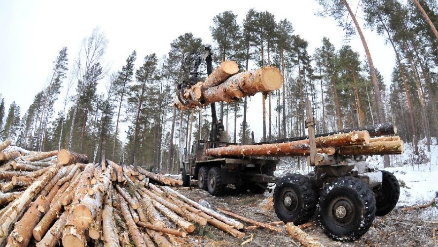 Для лесных аукционов в Кировской области готовят дополнительные участки