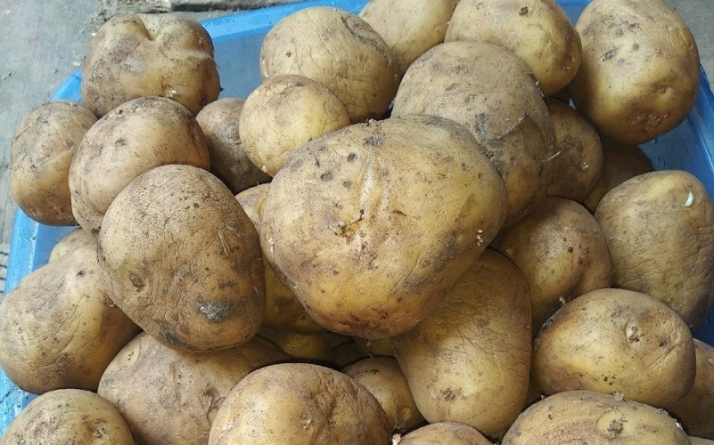 Посевная площадь картофеля в 2025 году сократилась на 1,2%