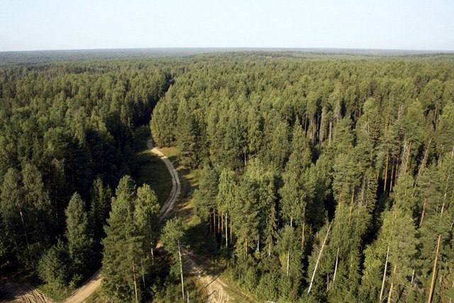Министр лесного хозяйства пригласил бизнес к покупке лесных насаждений
