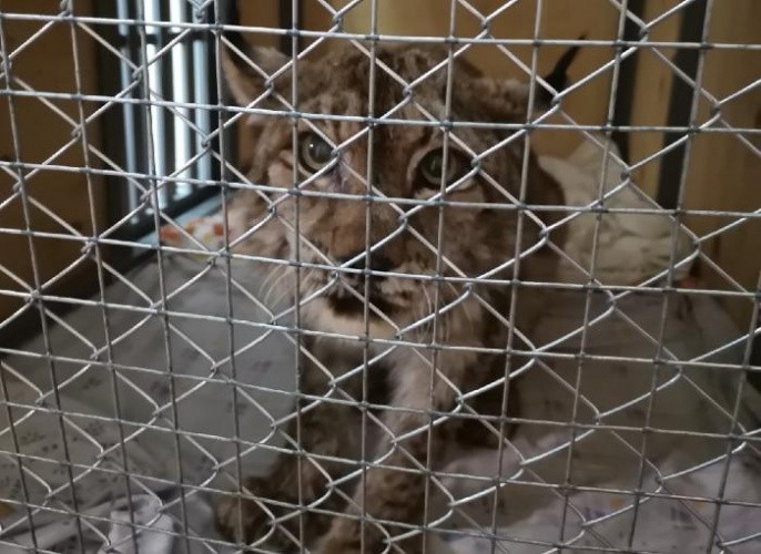 Дикая кошка в Кирове переехала в новую клетку, деньги на которую собрали неравнодушные жители