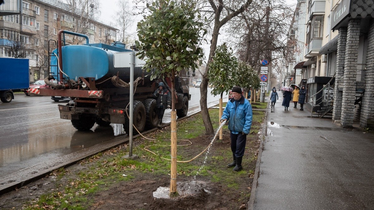Озеленение города: за осень в Кирове высадили почти тысячу деревьев