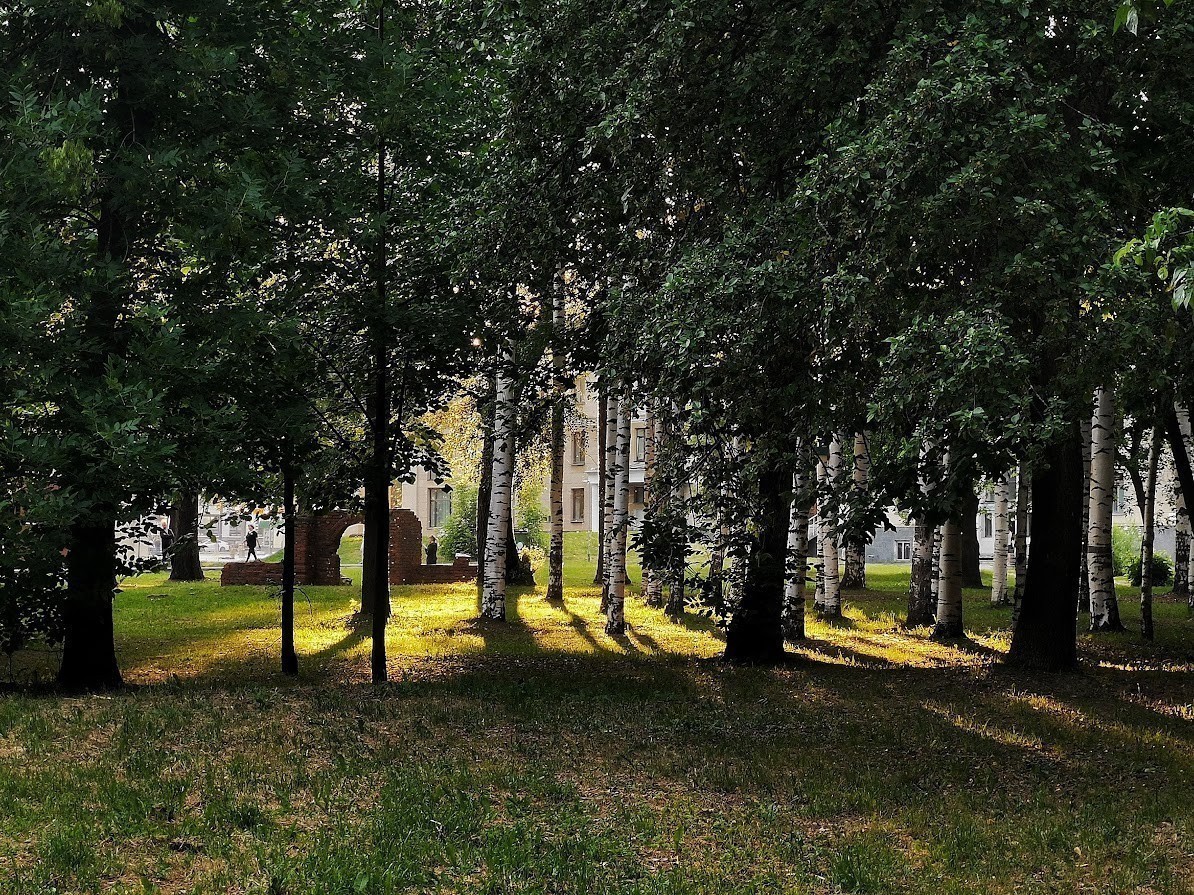Кировчане предложили к юбилею города высадить 650 деревьев