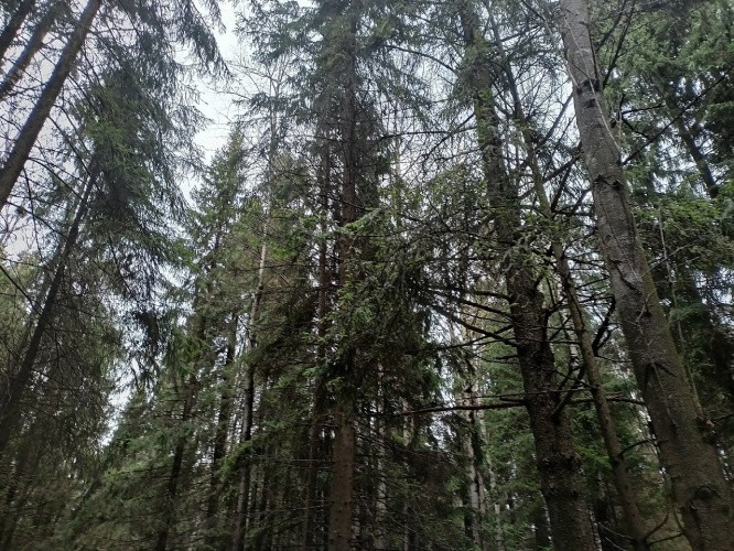 За лесами Кировской области следят камеры соседних регионов