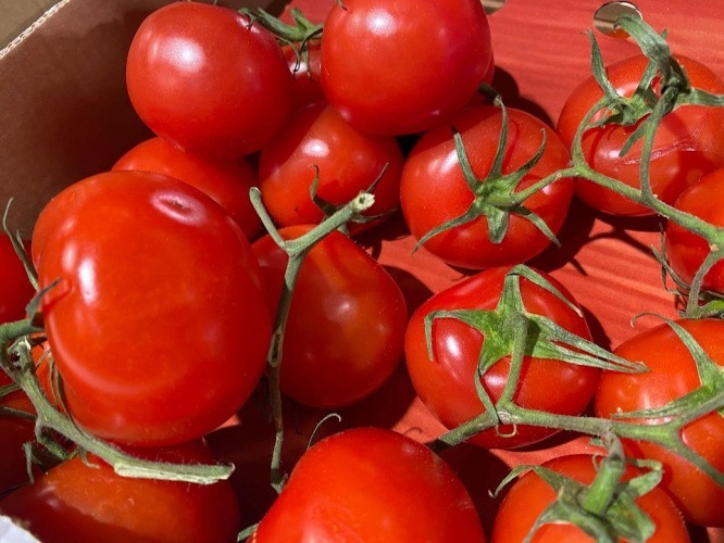 Годовой прирост цен на помидоры в Кировской области связан с аномальной погодой