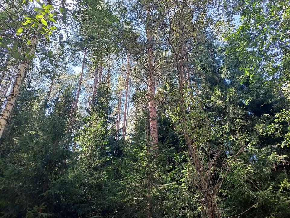 Новости от «Бизнес новостей» В лесах на территории Кировской области установили особый противопожарный режим