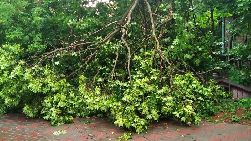 В Кирове устраняют последствия грозы: сломаны деревья, оборваны провода, разбит вазон