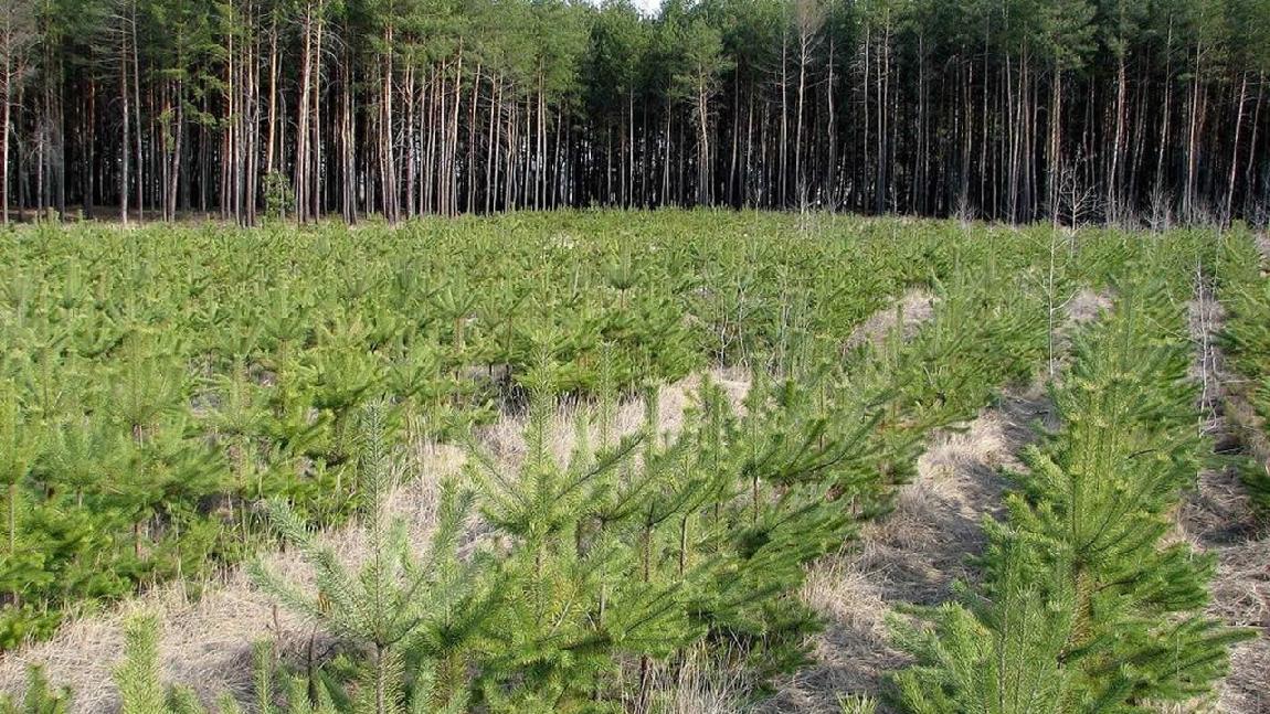 Прокуратура: минлесхоз не восстановил лес на 300 га земли