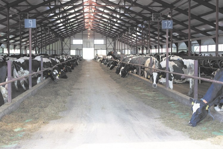 Цены на молоко не будут поднимать до марта – материалы газеты