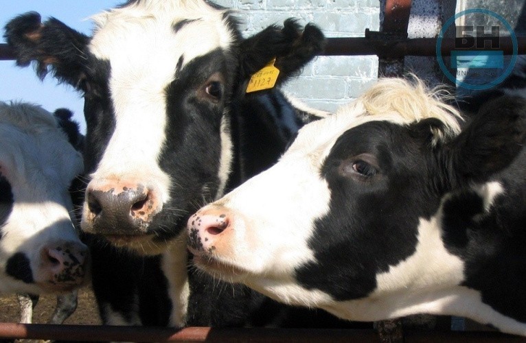В Кировской области планирует перерабатывать молоко крупный производитель сыров