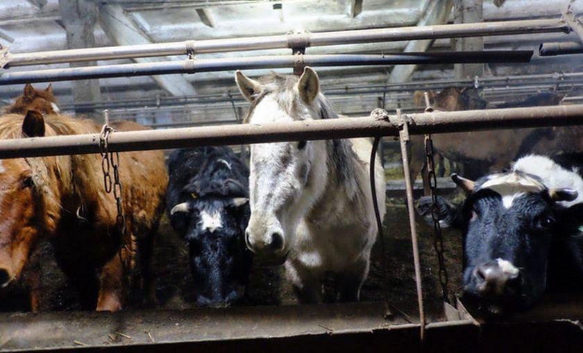 Из-за массового падежа скота в агрофирме «Калинино» возбуждено уголовное дело о жестоком обращении с животными