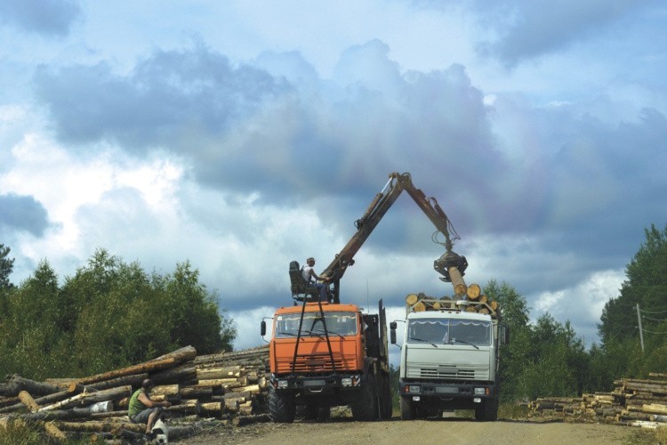 В Кировской области проработают ключевые критерии для перезаключения договоров аренды леса