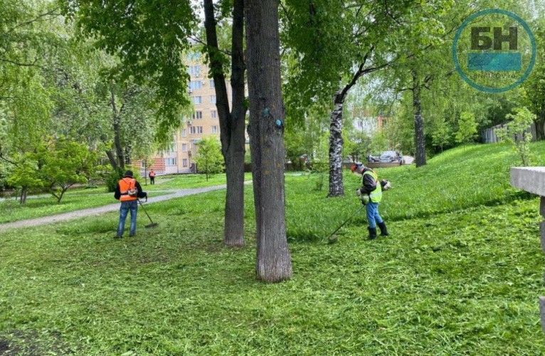 В Кирове для озеленения города приобретут саженцы деревьев за 1,8 млн рублей