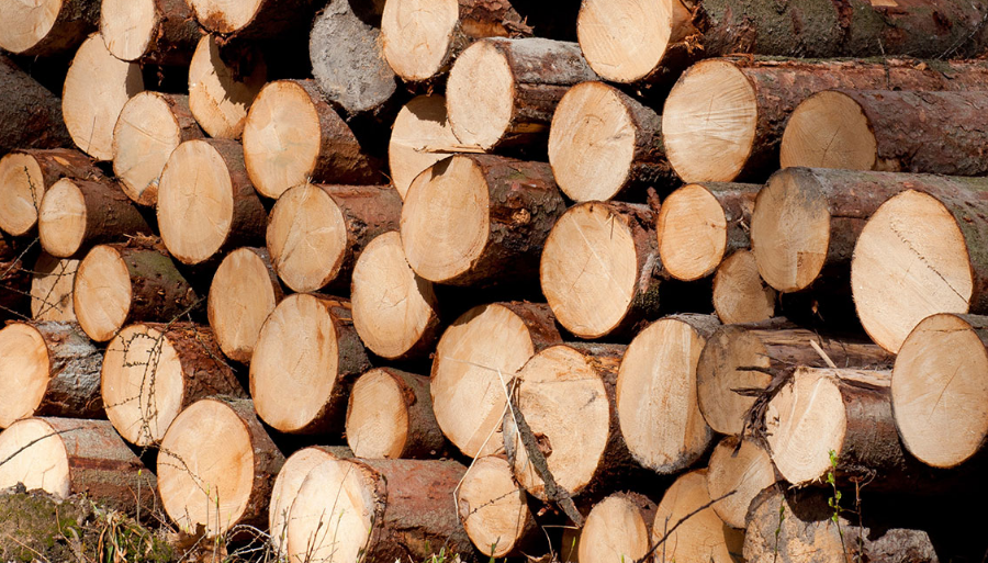 Депутаты ОЗС отправили законопроект о пунктах приема древесины на доработку 