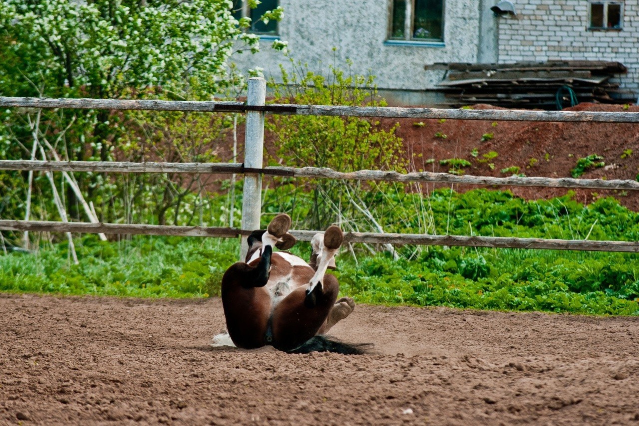 Кормить животных в «Агрофирме «Калинино» Малмыжского района помогают другие хозяйства