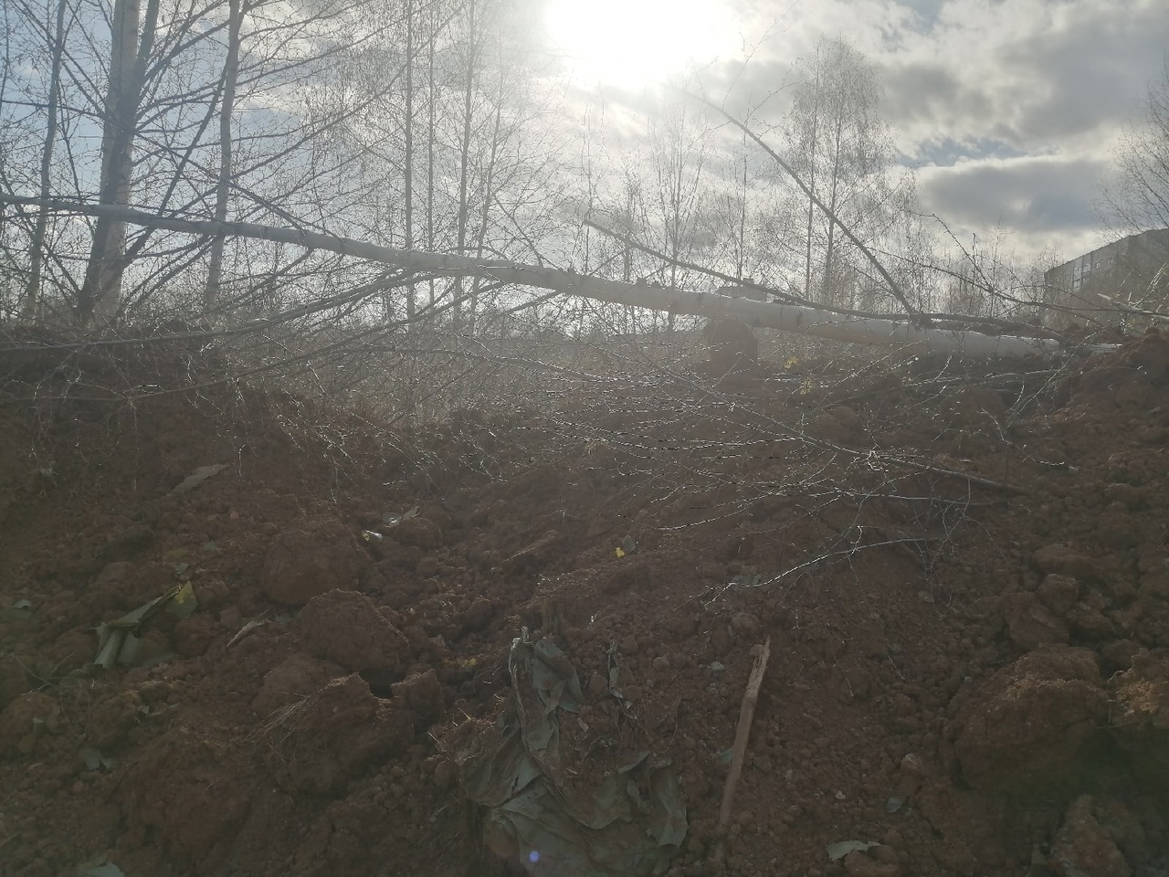 Кировчане жалуются на снос деревьев на территории бывшего КВАТУ