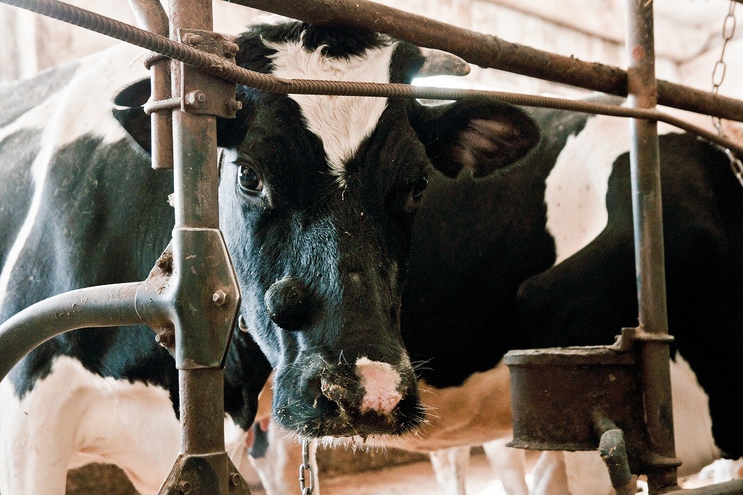 «Вимм-Билль-Данн» предупредил аграриев Кировской области о снижении объемов закупки сырого молока