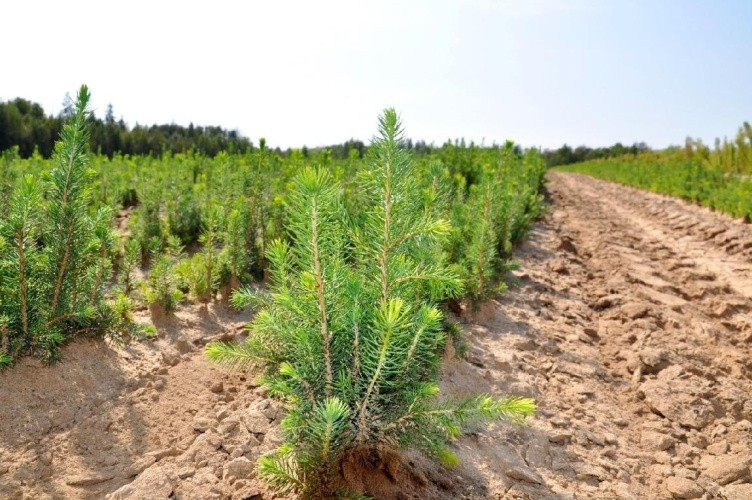 В 2023 году в Кировской области восстановят леса на площади 41 тысячи гектаров