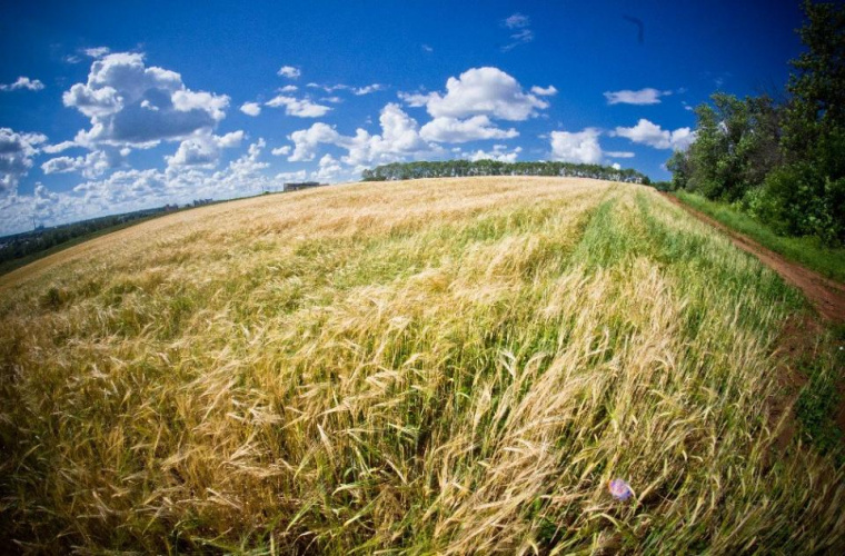 В 15 районах Кировской области из-за засухи могут ввести режим ЧС регионального уровня