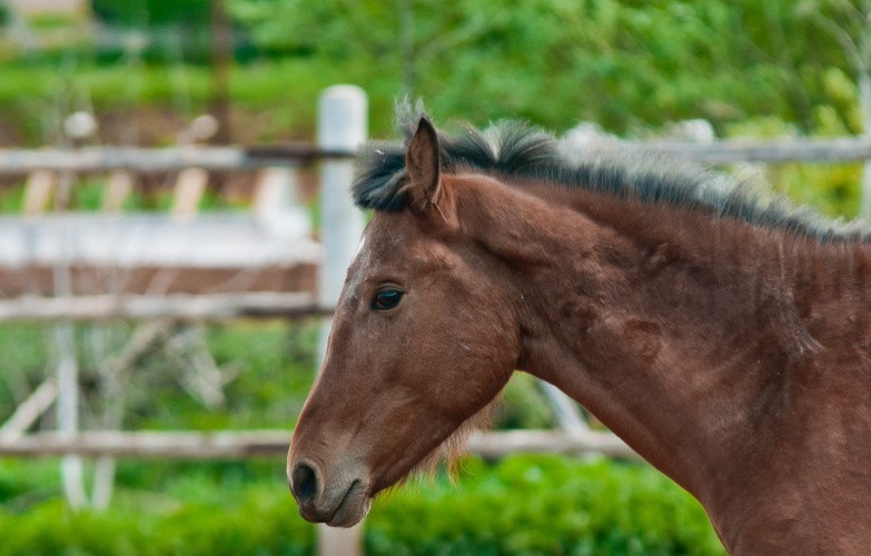 Соколов назвал Вятскую породу лошадей хорошей «фишкой» для региона