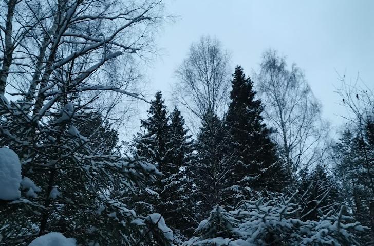 За год из Кировской области вывезли более 11 тысяч новогодних елей 