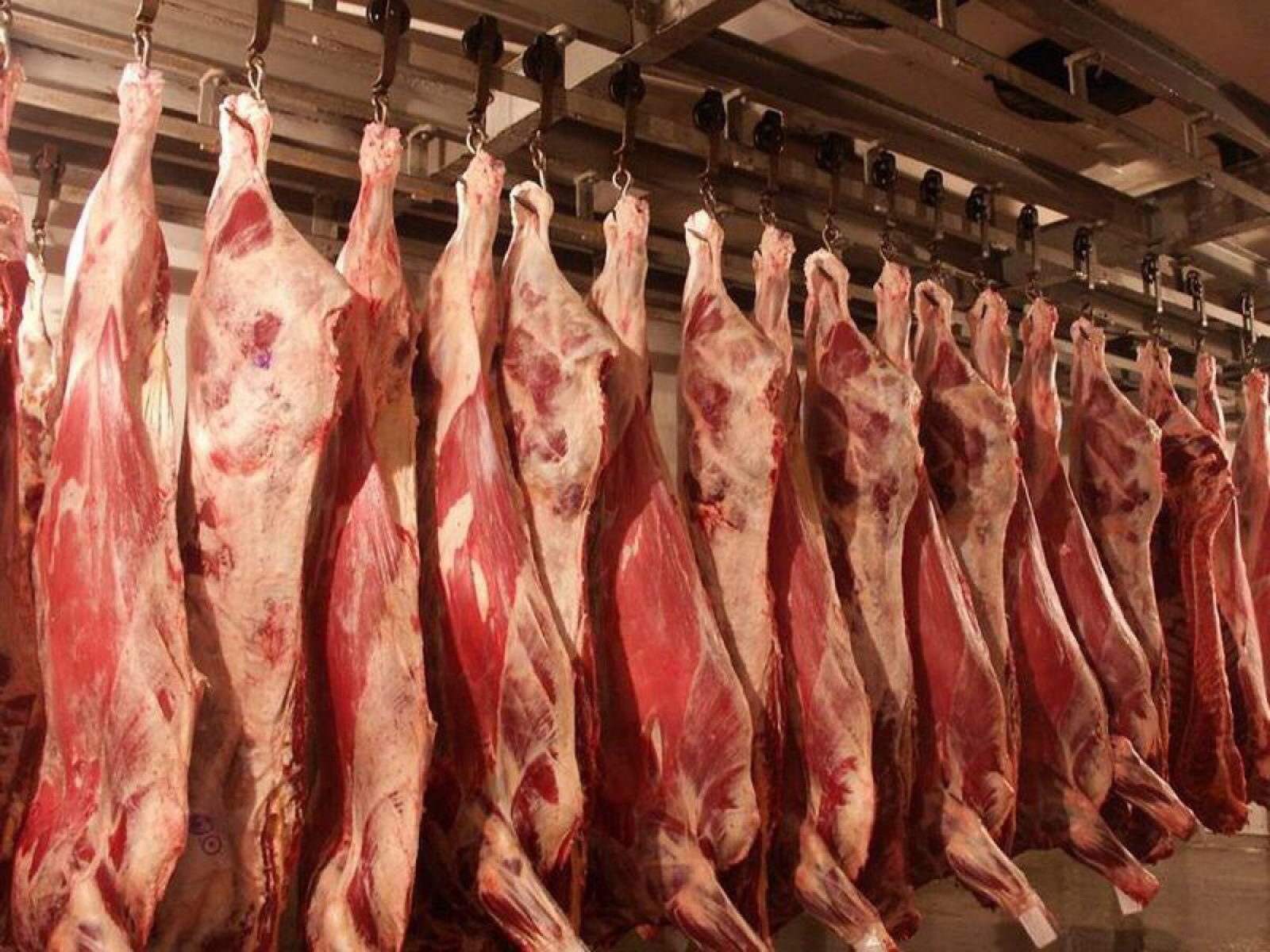 Крест на свиноводстве: грозит ли африканская чума свиней Кировской области?