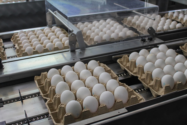 За год кировские аграрии произвели 693 кг молока и 502 яйца на человека