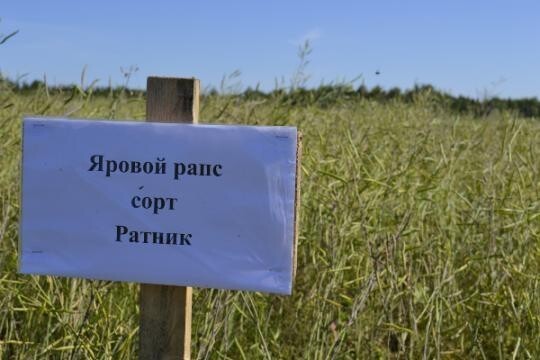 Кировская область увеличила поставки рапсового масла в Китай на 20%