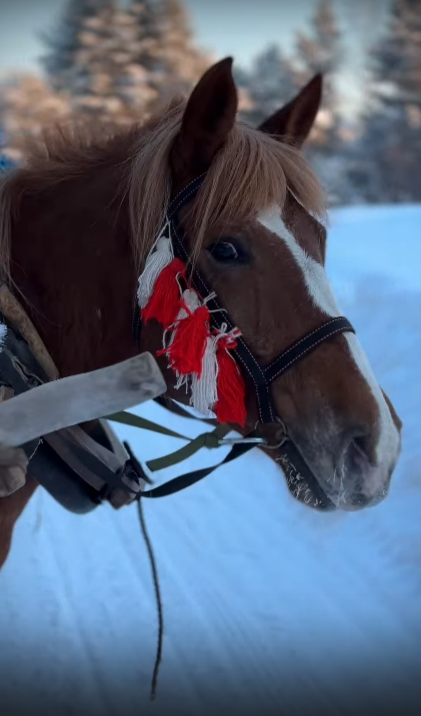 Туристический стартап из Белой Холуницы организовал катание на лошадях